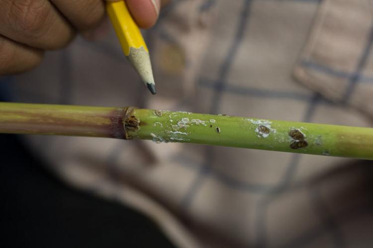 Here #39 s how much Louisiana coast is disappearing from roseau cane plague