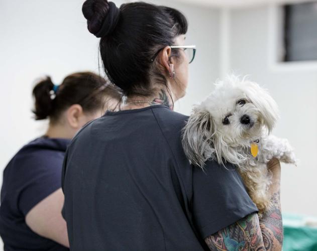 Pet project Lowcost veterinary clinic offers creatures comfort