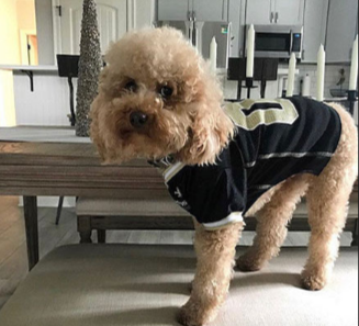 drew brees dog jersey