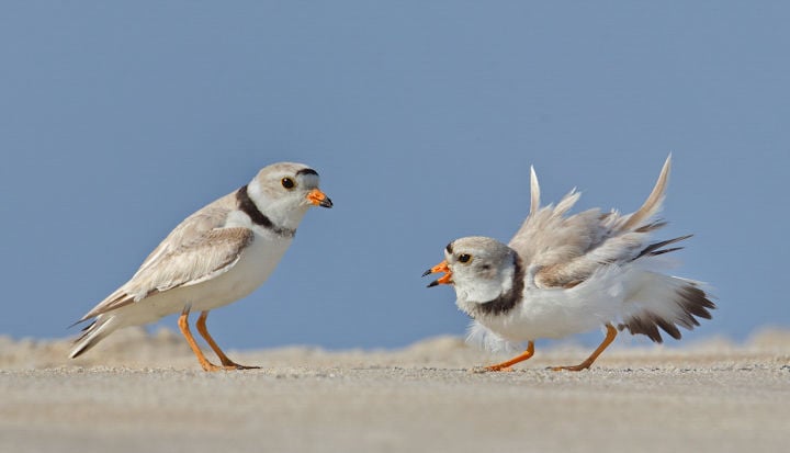 Trump administration scales back wild bird protections