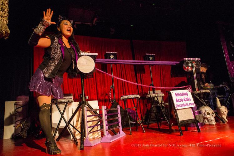 Circus Cats come to town! The Amazing AcroCats return Parties