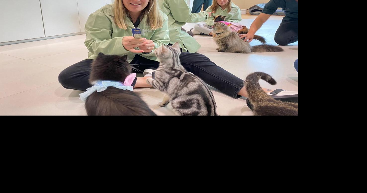 New Orleans based pet food company growing quickly | Innovation