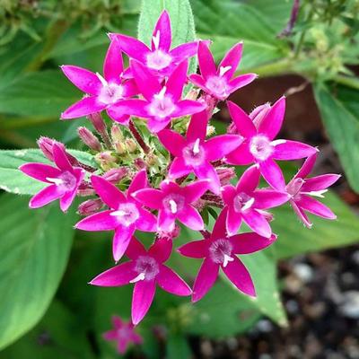 Top 10 Flowering Plants for Home Garden