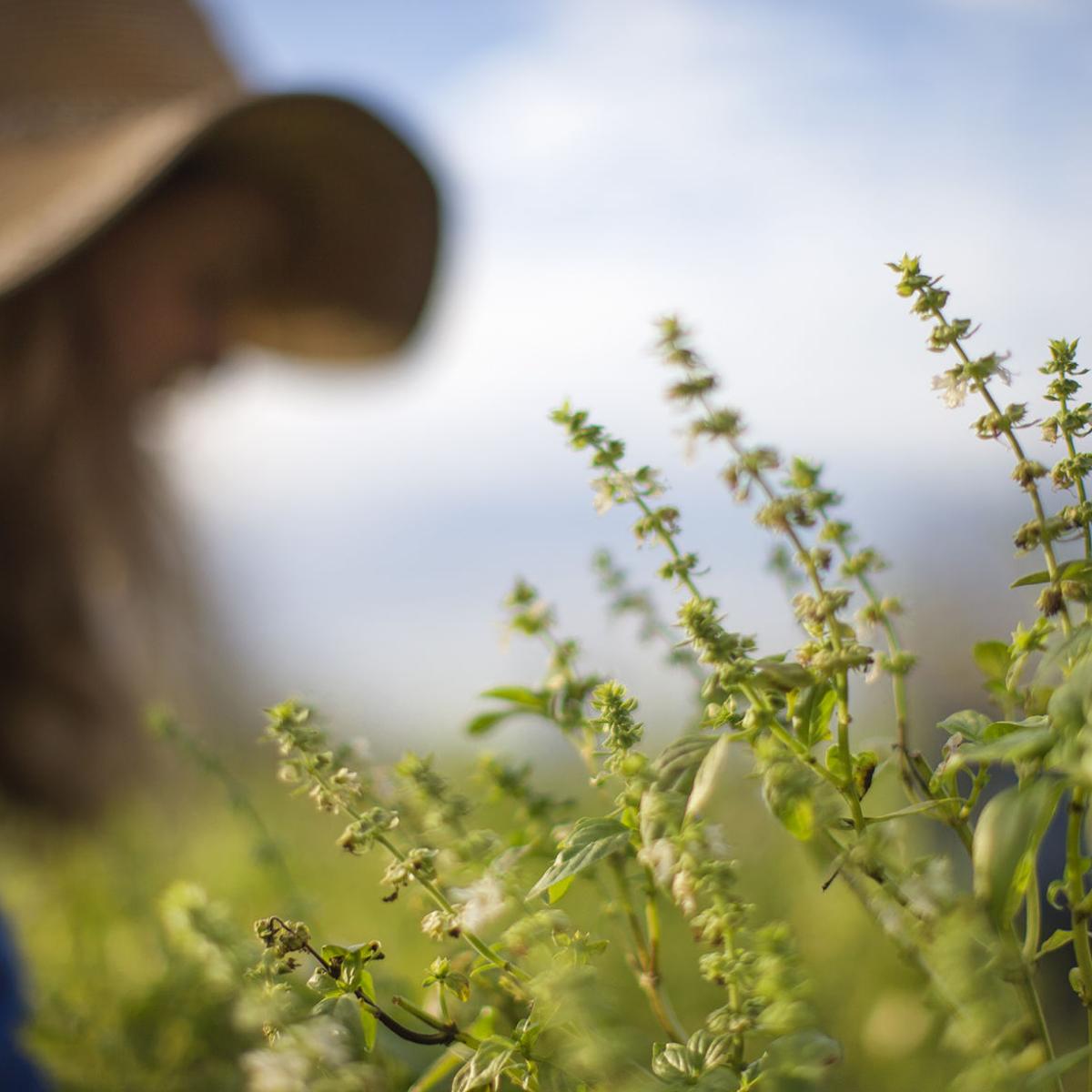 Louisiana Gardening By Month What To Plant And When For A Gorgeous Garden All Year Long Home Garden Nola Com