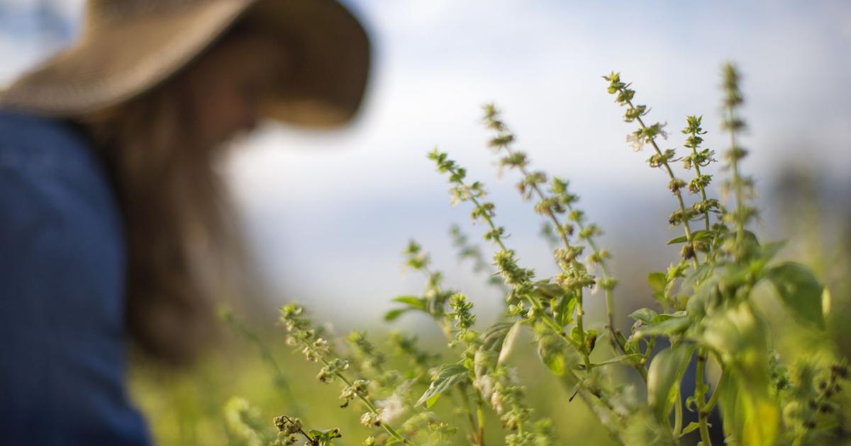 Louisiana gardening by month: What to plant and when for a gorgeous garden all year long | Home/Garden