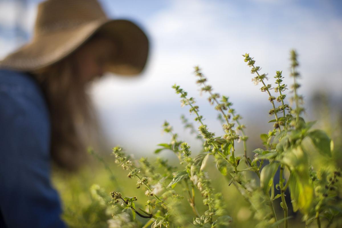 Louisiana gardening by month What to plant and when for a