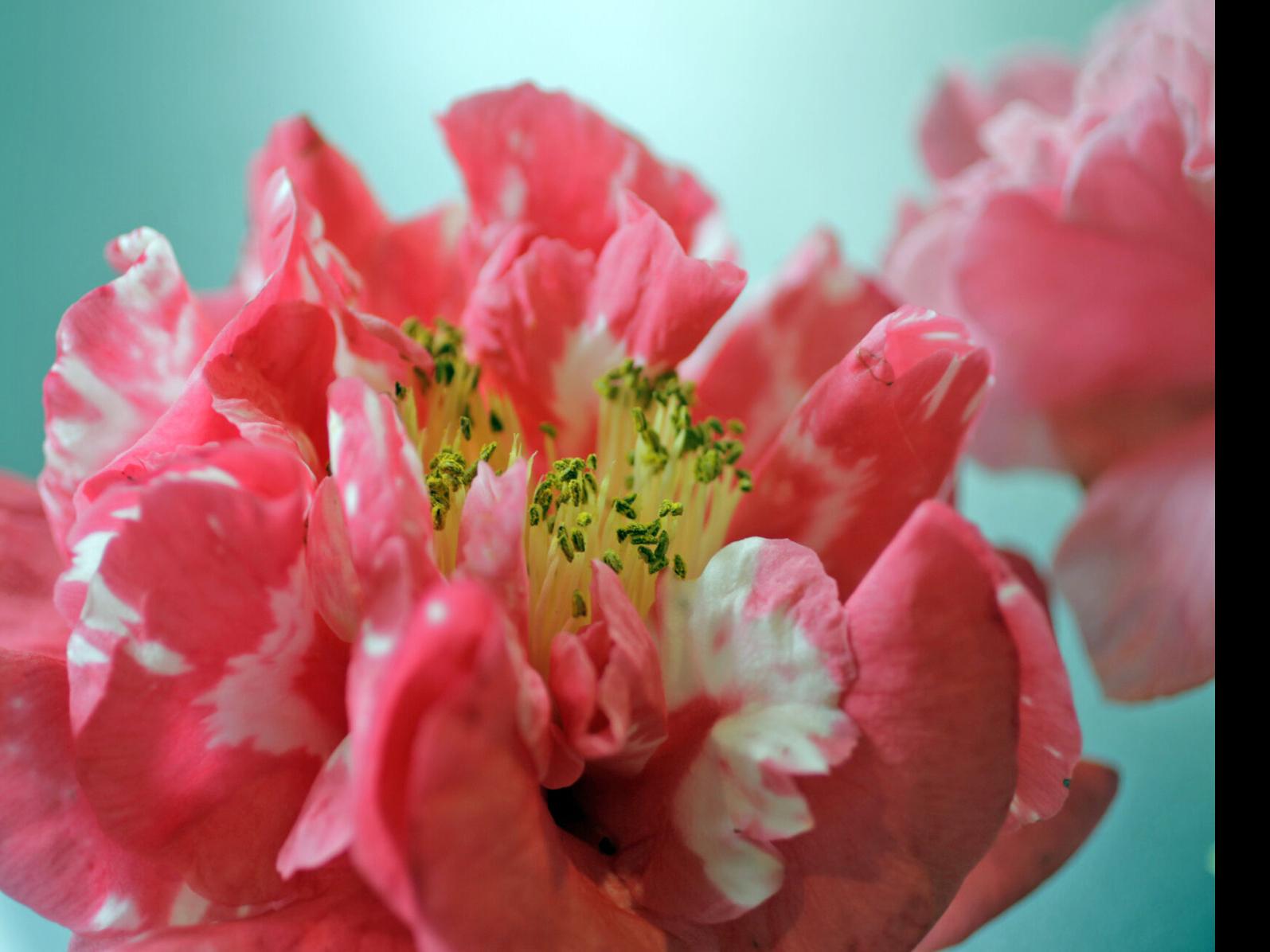 Camellia Buds And Most Seasonal Bedding Plants Can Hold Their Own Against The Cold Home Garden Nola Com