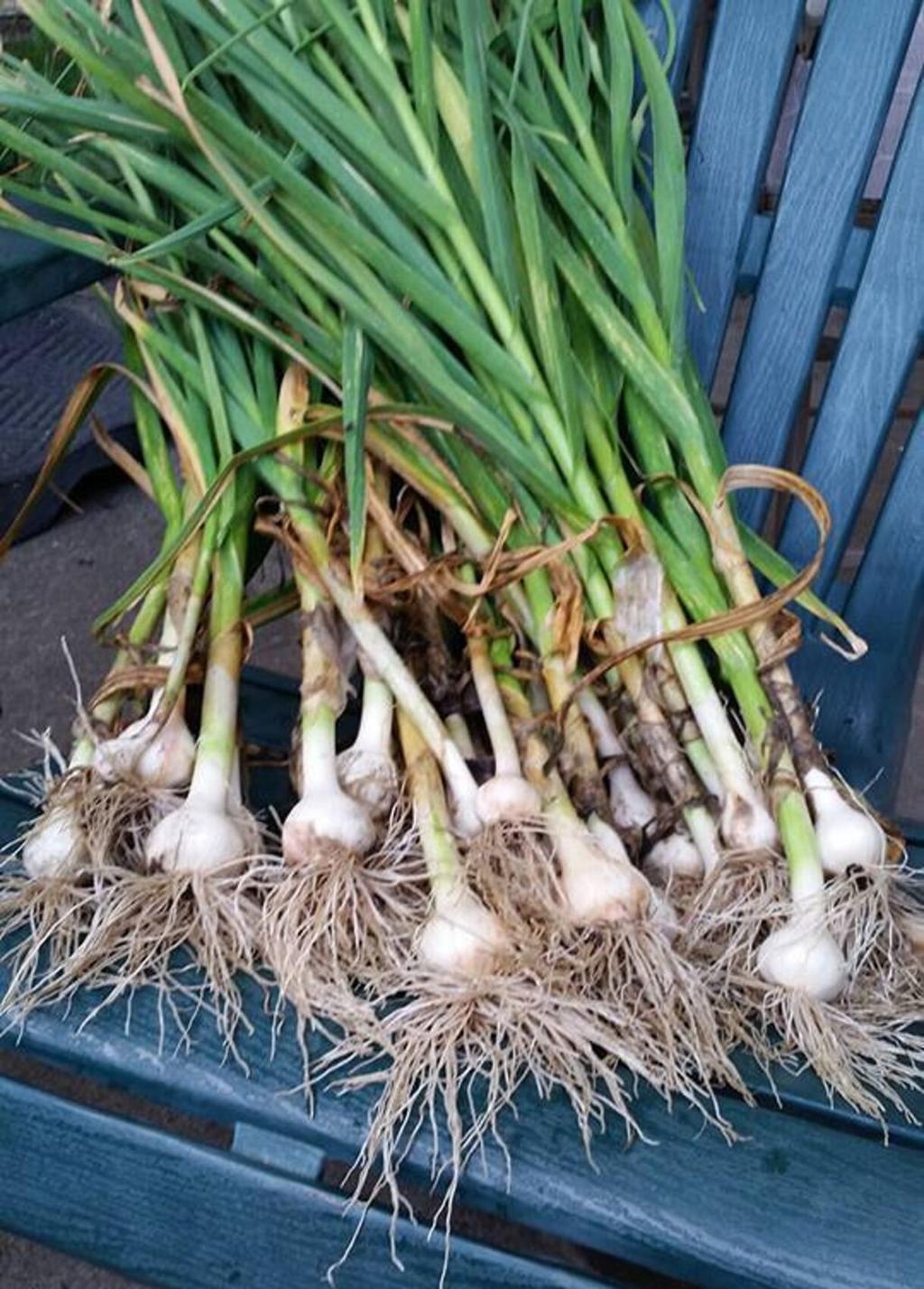 Make It A Tasty Fall By Planting Your Own Veggie Garden With Root Crops Garlic And Greens Home Garden Nola Com