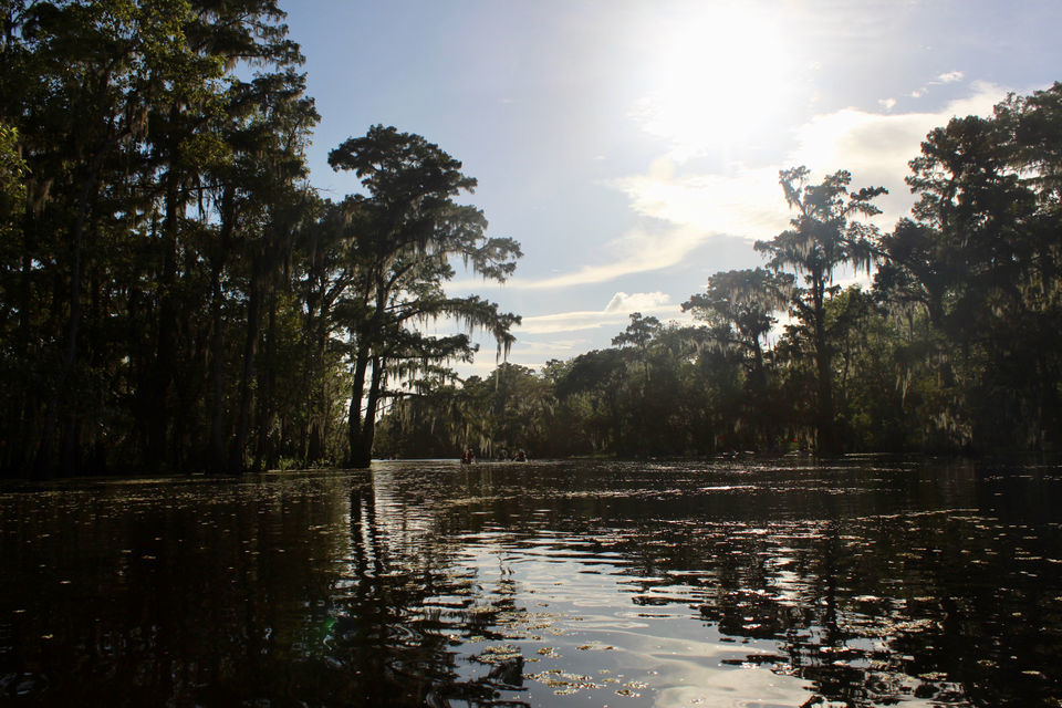 Listen to the amazing sounds of the Manchac Swamp, for serenity and ...