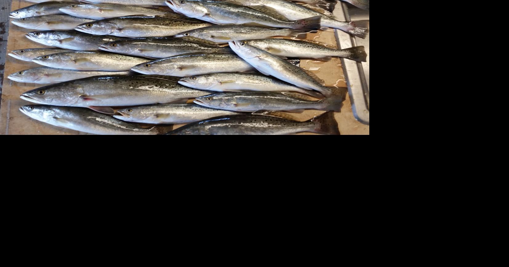 Louisiana man accused of selling fried speckled trout plates finds himself in hot water