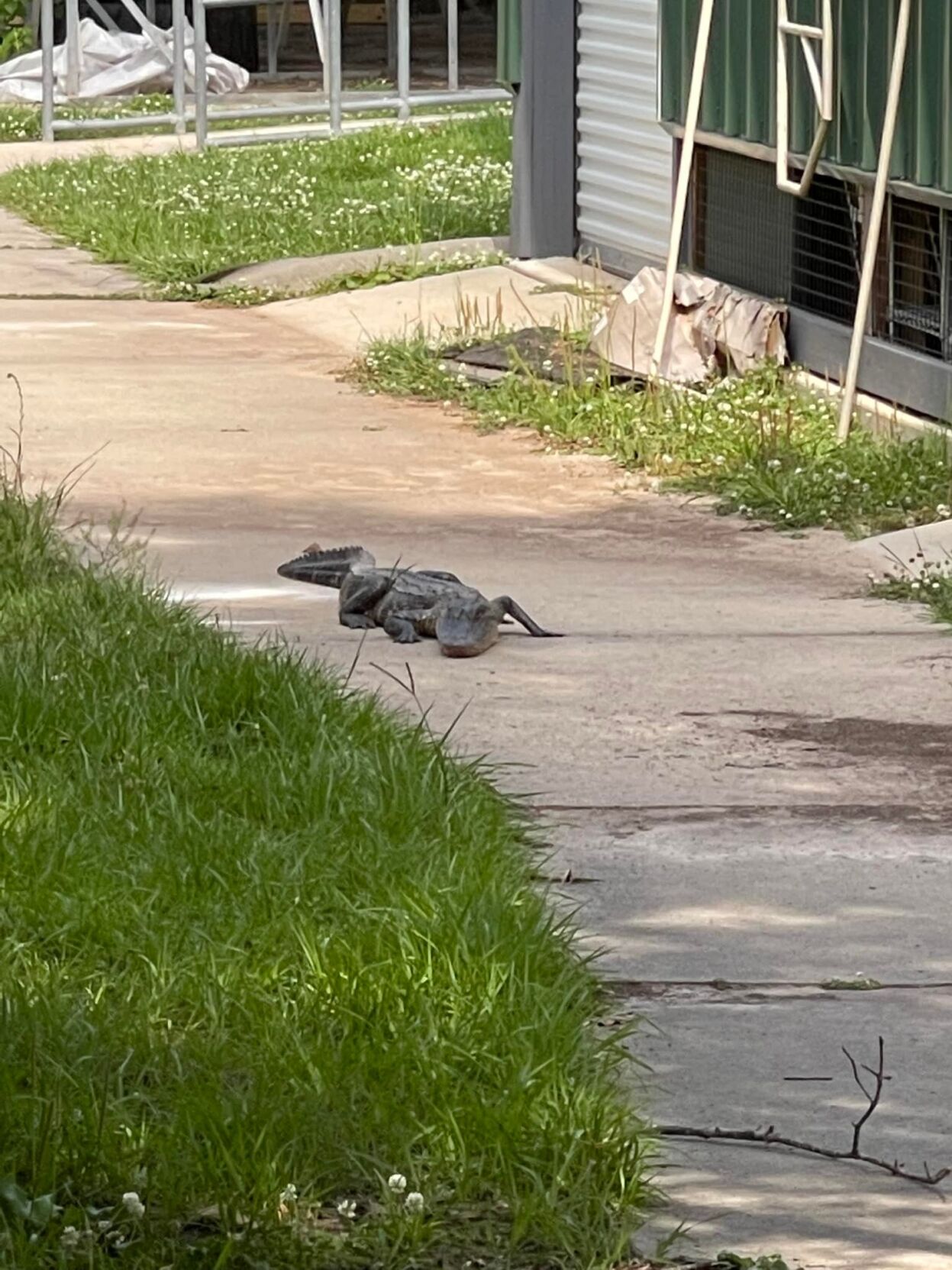 Campuscrashing alligator at Slidell High captured by animal control