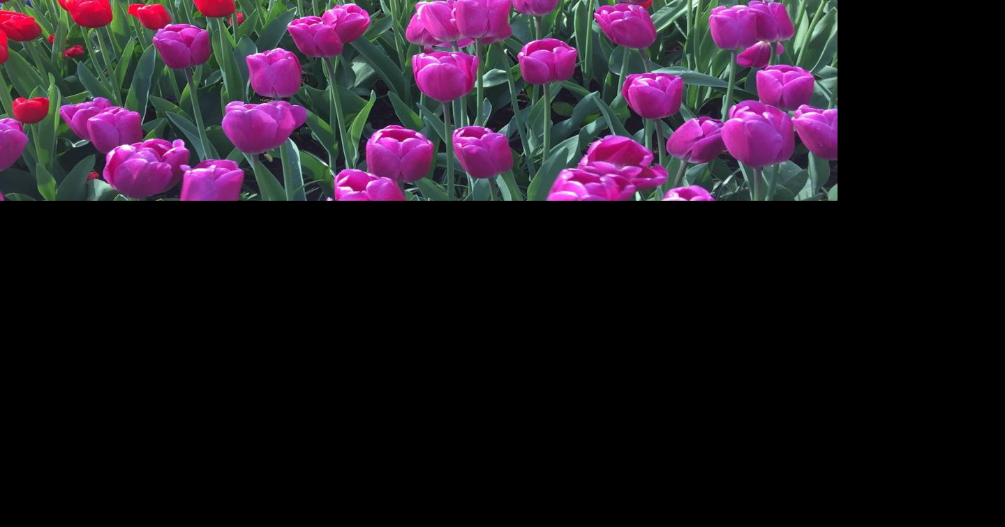 Plant chilled tulip, hyacinth bulbs for spring color; tend to winter