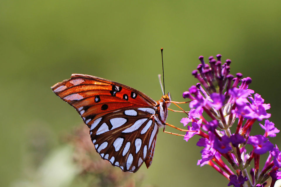 Louisiana butterflies See 28 winged beauties that call our state home Archive