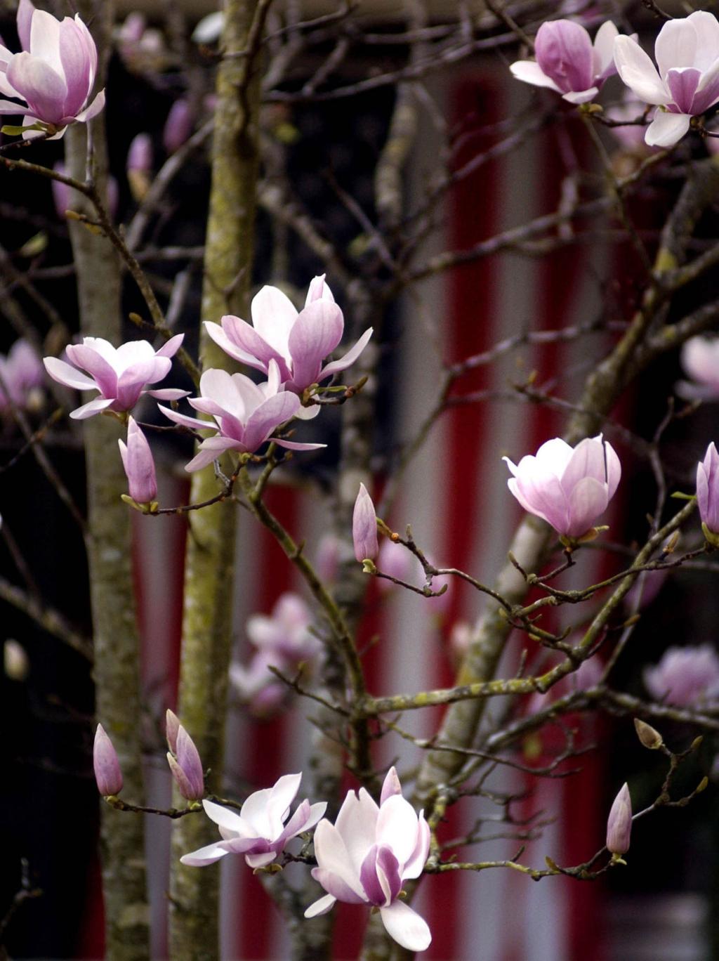Why do Japanese magnolias look so stressed in the summer? Dan Gill's  mailbag | Home/Garden 