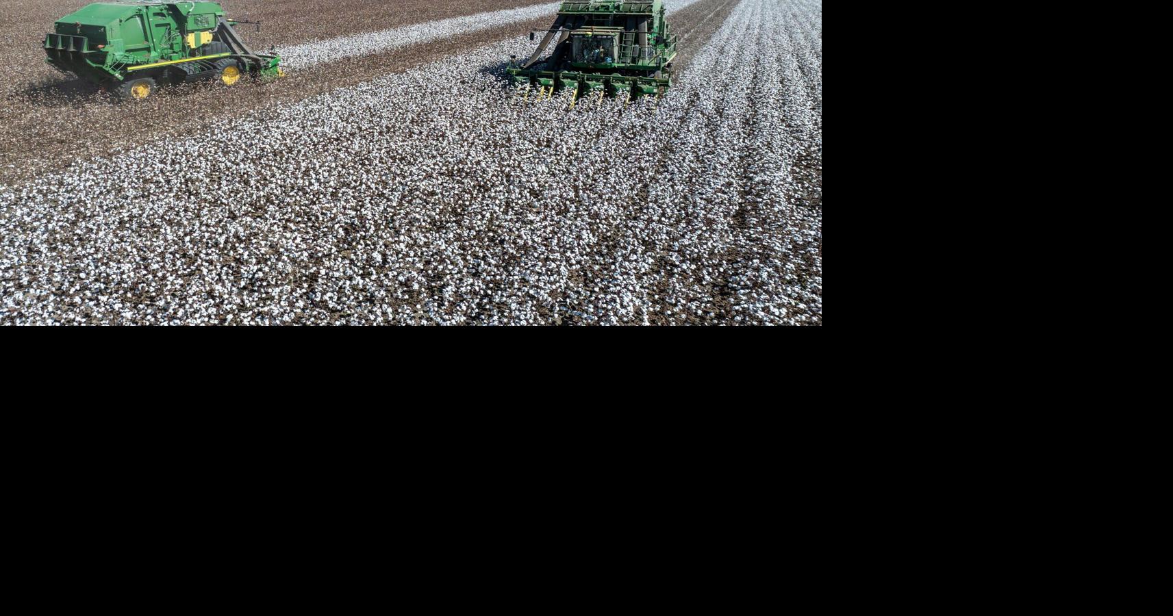 Cotton is no longer king in Louisiana. See how these farmers are fighting to keep it growing.