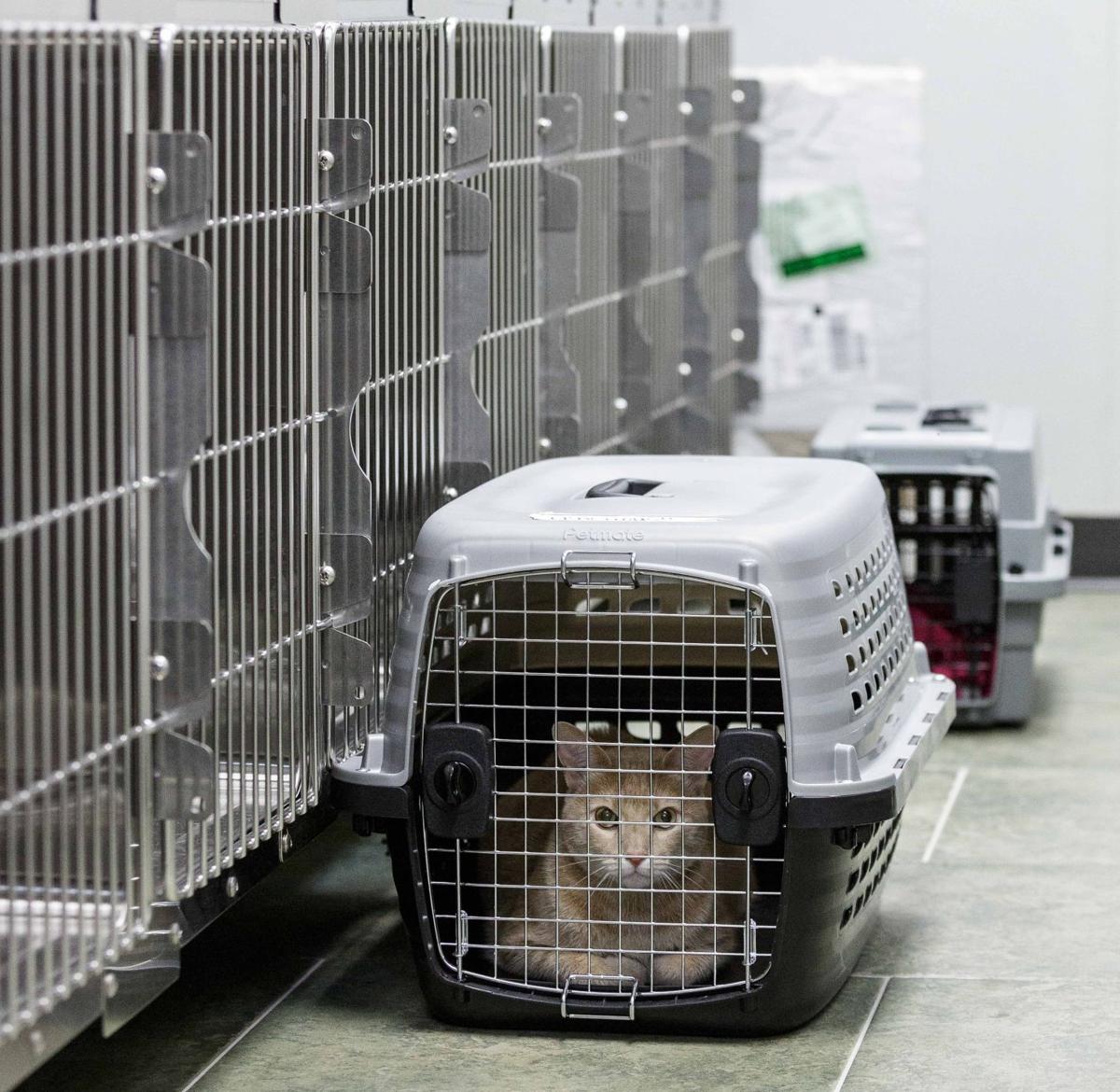 Pet project Lowcost veterinary clinic offers creatures comfort Entertainment/Life