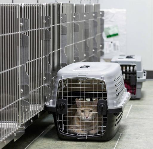 Pet project Lowcost veterinary clinic offers creatures comfort