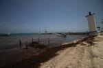 Sargassum on Caribbean coast