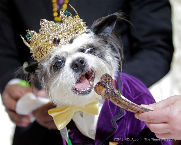 A lamb chop for Barkus royalty at Galatoire's in New Orleans, Hail