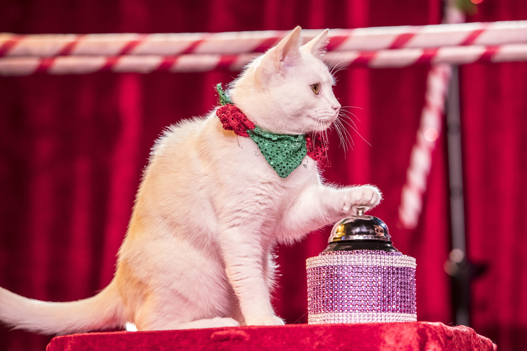 leap activated cat collar