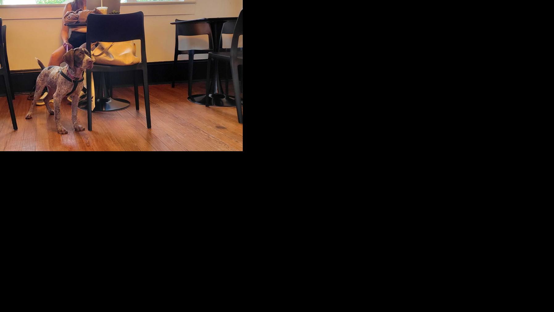 Fur Bebe Cafe opens on Magazine Street in New Orleans | Where NOLA Eats | nola.com