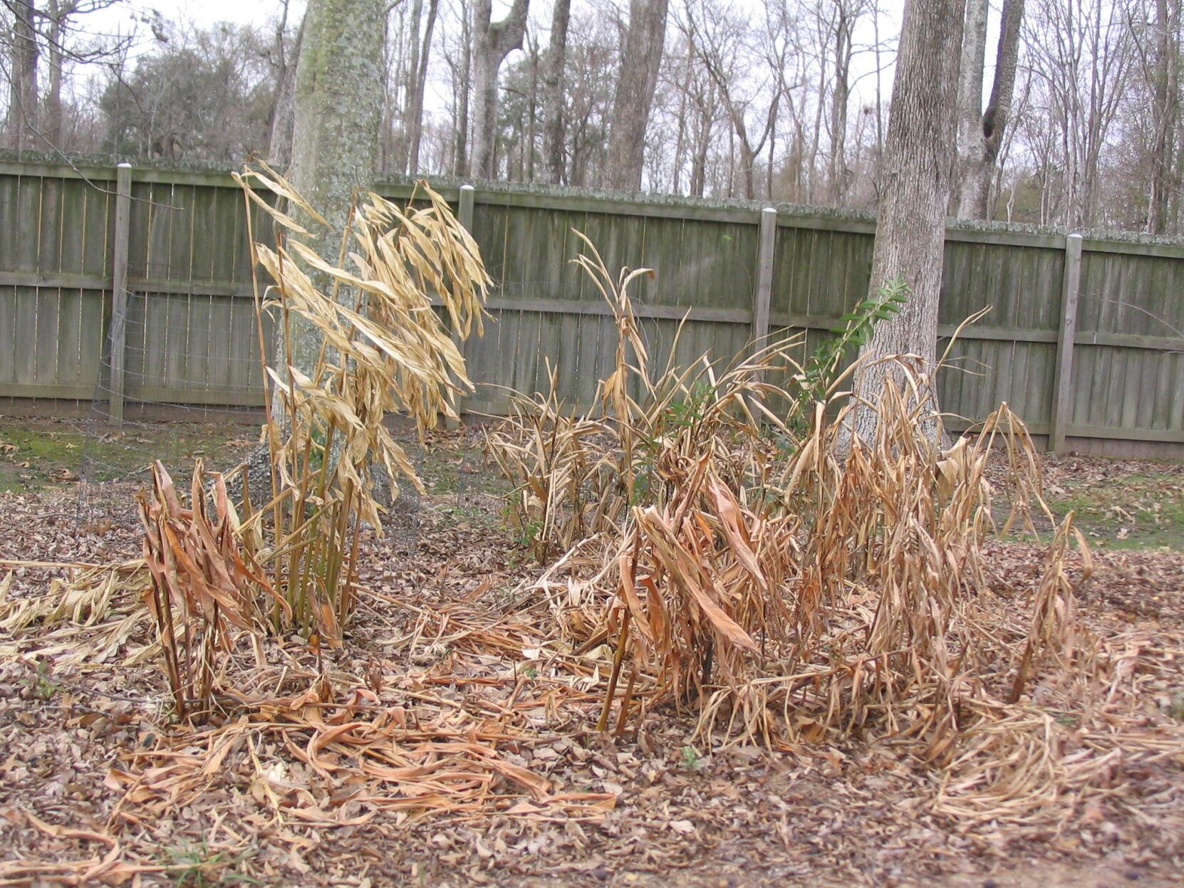 How to deal with cold-damage plants, Home/Garden