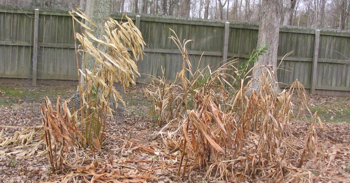 How to deal with cold-damage plants | Home/Garden