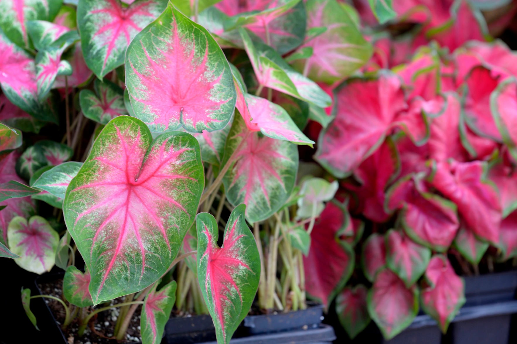 Garden Tips: Here's the secret to getting a head start on caladiums ...