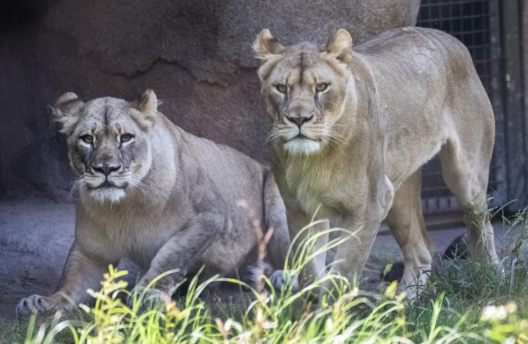 Sponsored Audubon Nature Institute offers holiday tips Sponsored