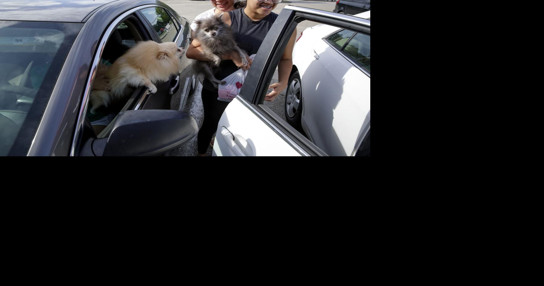 Hurricane prep should include every member of the family, including your pets