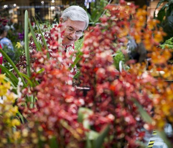 Photos New Orleans Orchid Show News