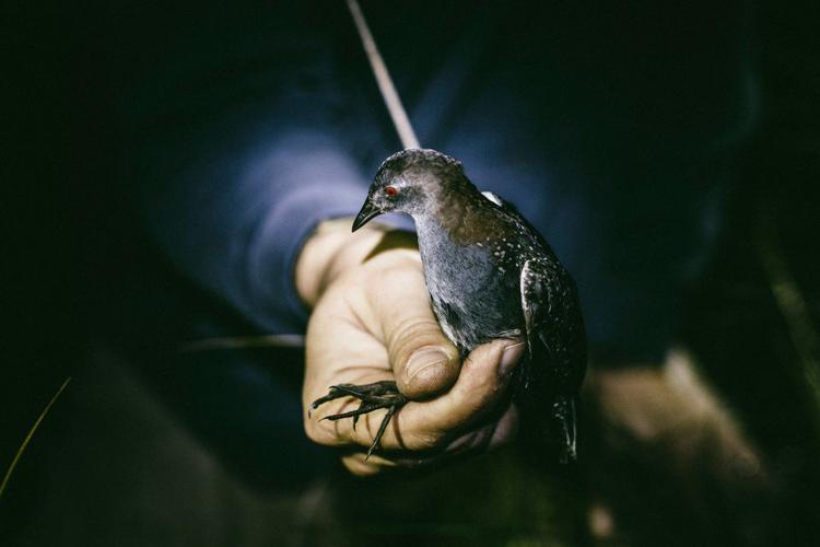 Louisiana scientists hunt for elusive marsh bird before its habitat sinks under the sea