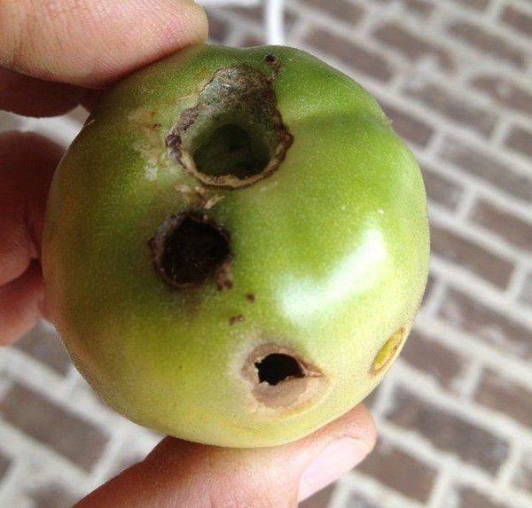 What caused the holes in your tomato crop? Tips, tricks, more to know