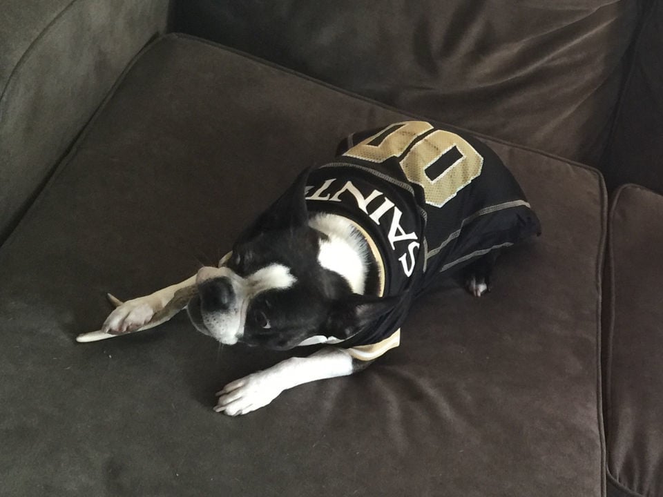 Who Dat dogs: See photos of New Orleans Saints' furry friends on National  Dog Day, Photos