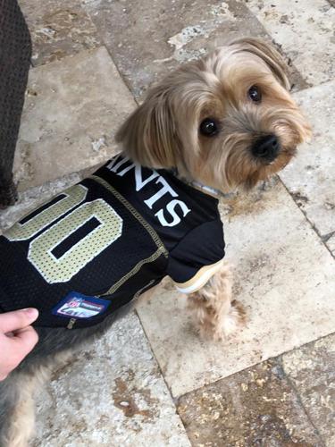 New Orleans Saints Dog Jersey