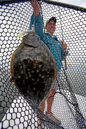 Climate change may further hurt troubled flounder population, Environment