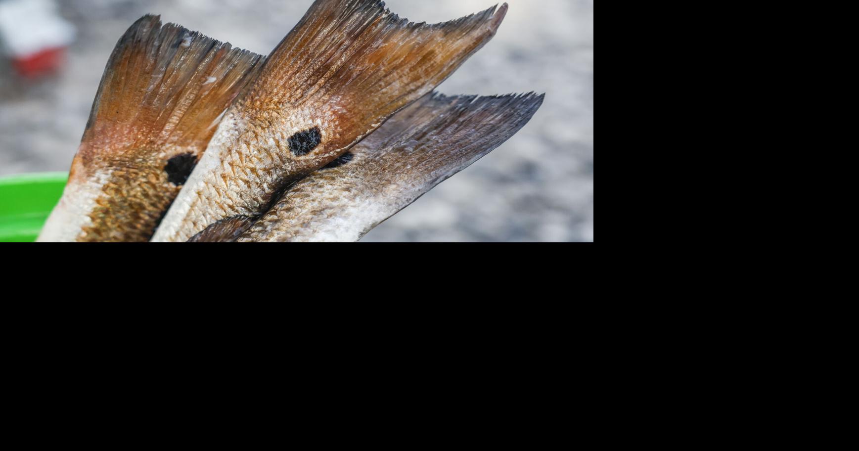 Photos: International Grand Isle Tarpon Rodeo continues tradition since 1928