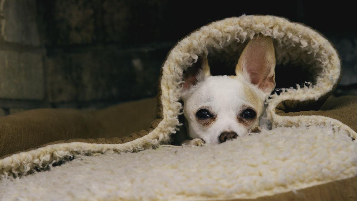 Life In The Doghouse Is A New Documentary About A Couple Who Have Rescued 11 000 Dogs Since Hurricane Katrina The Latest Gambit Weekly Nola Com