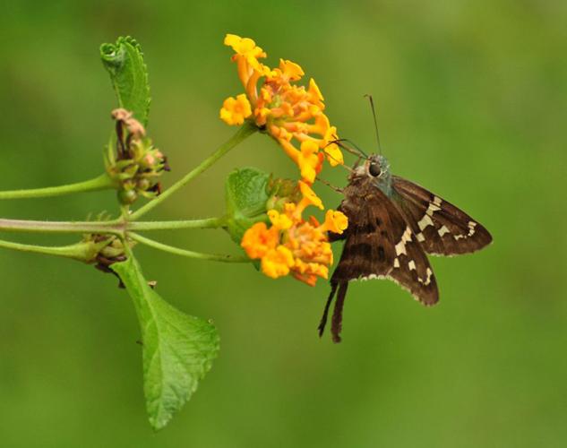 Louisiana butterflies: See 28 winged beauties that call our state home ...