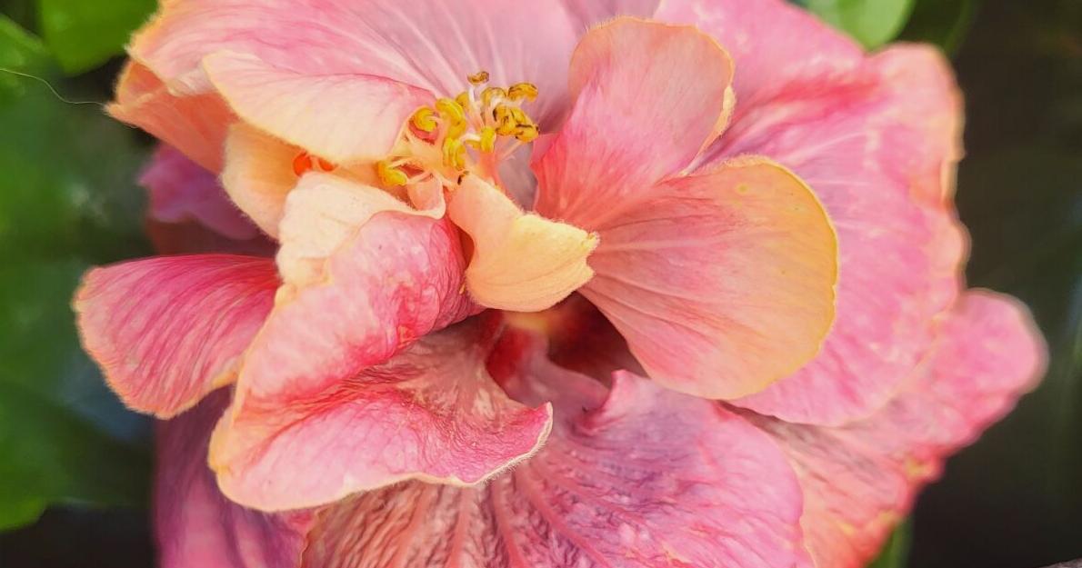 Hibiscus lovers pack Louisiana plant nursery during its one-day, members-only open house
