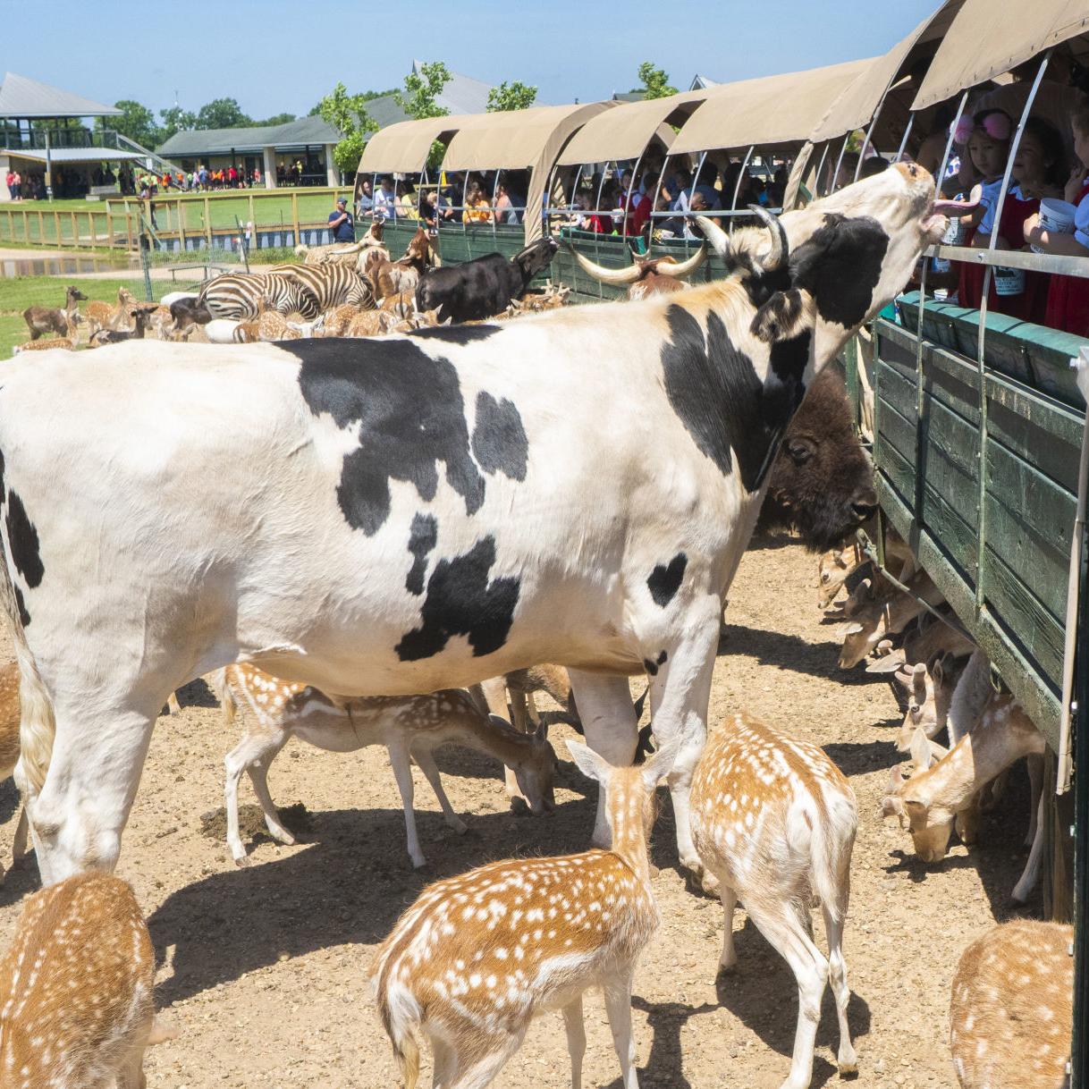 Paradise Lost Global Wildlife Center draws fire from ex employees Paradise Lost Global Wildlife Center draws fire from ex employees