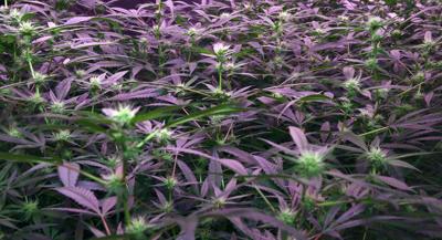Puff, Puff, Pass: When will Louisiana finally legalize recreational cannabis?
