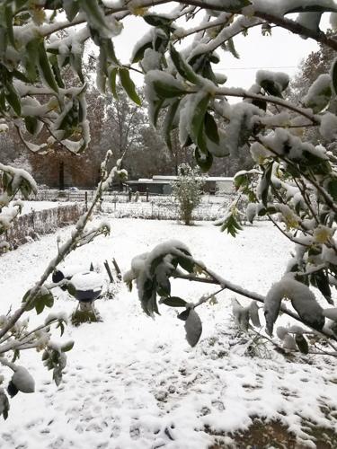 South Louisiana's snow day: A rare December storm brings snow, sleet ...