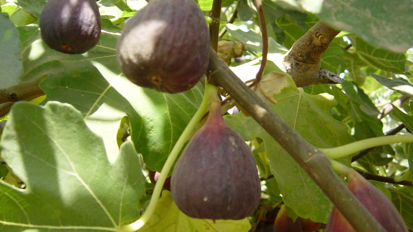 Dan Gill Want Fruit Try An Easy To Grow Fig Tree Home Garden Nola Com