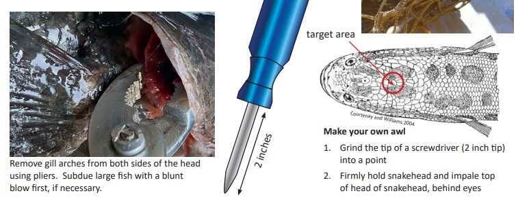 How To Identify, Kill And Eat The Northern Snakehead Fish | Environment ...