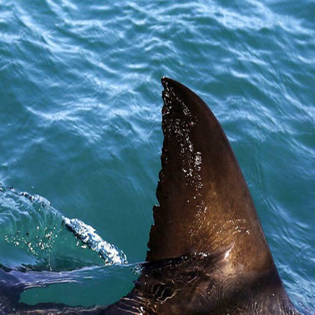 biggest shark in the world caught on video