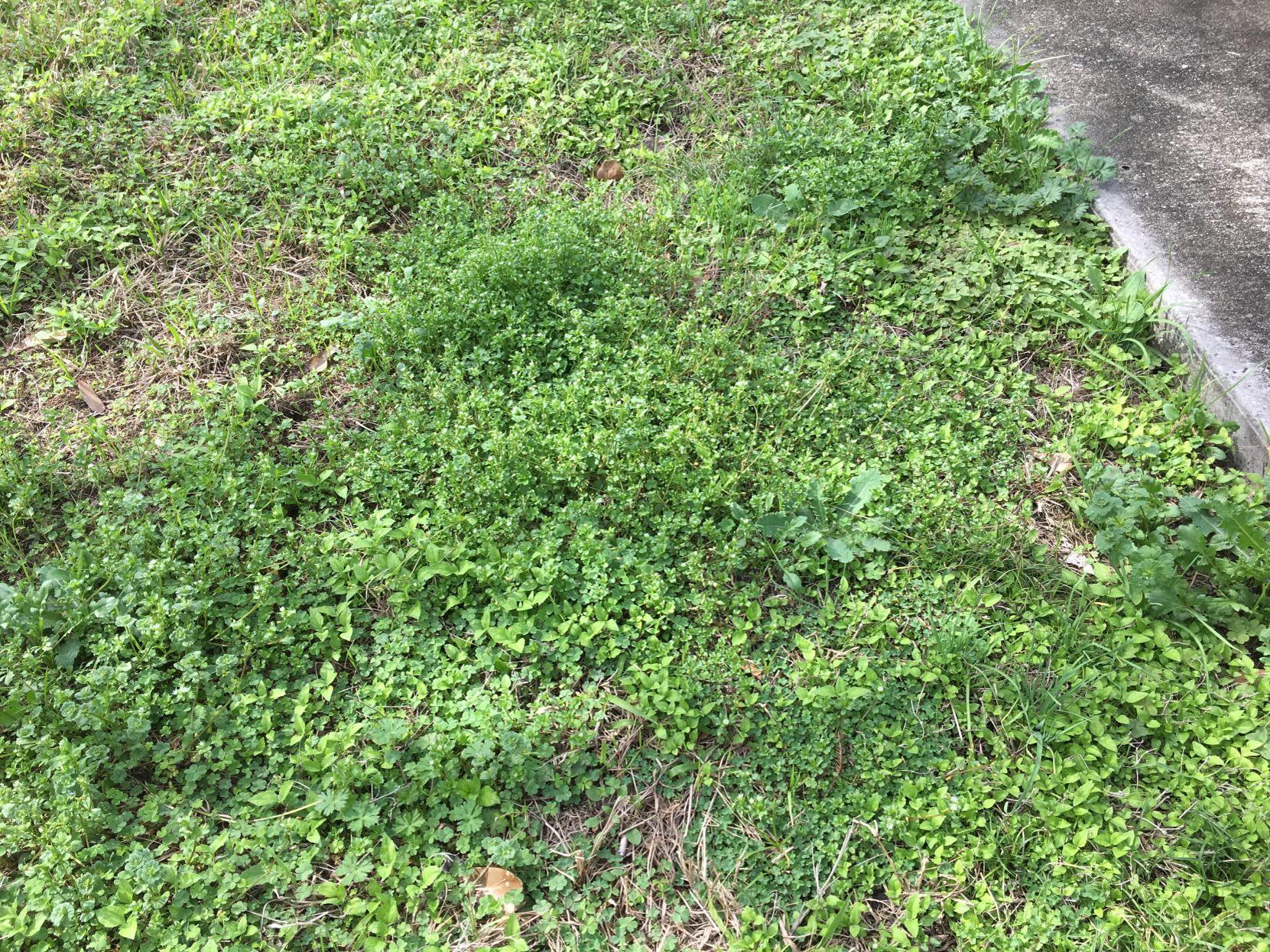 Digging In: Is your lawn overrun with winter weeds? Take these ...