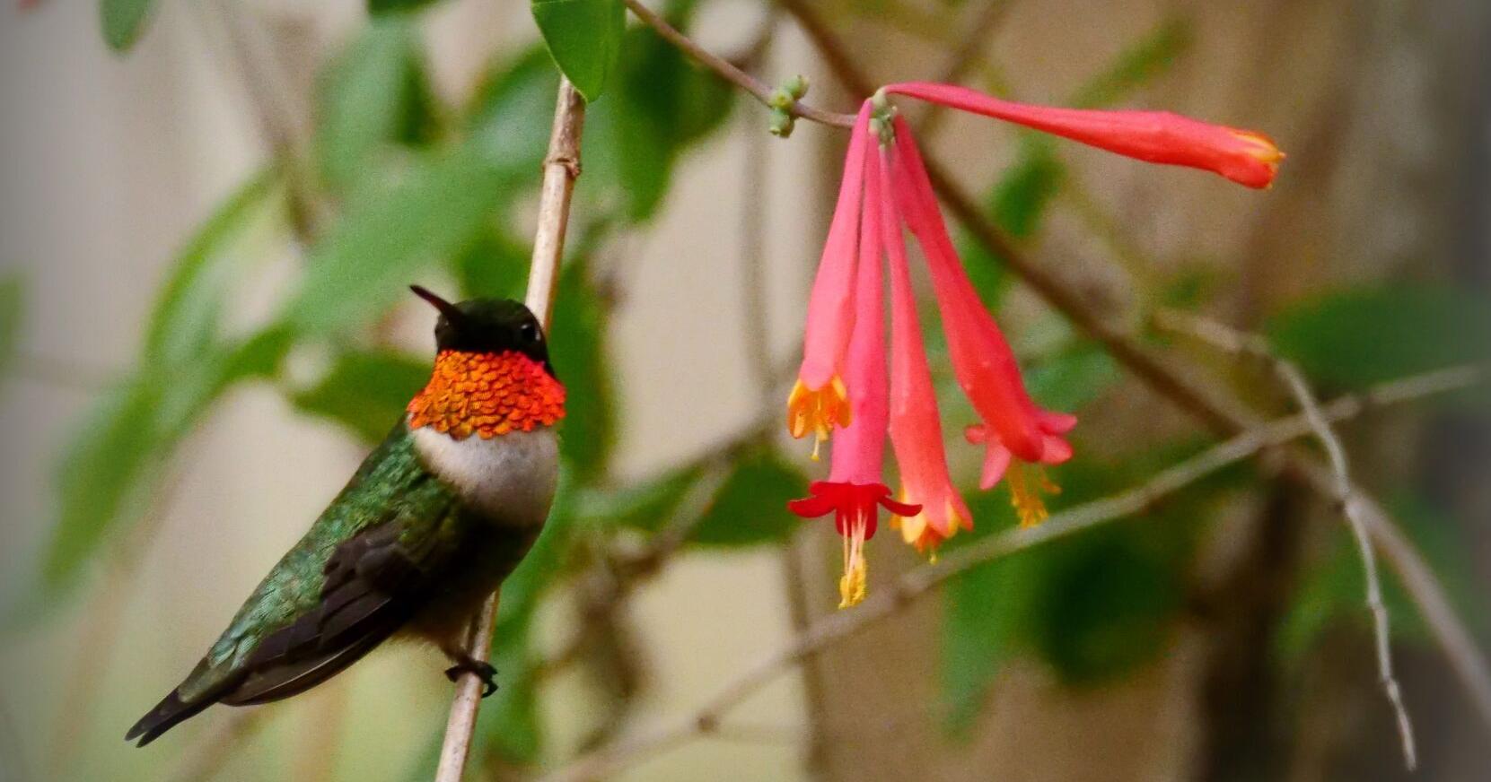 How to bring hummingbirds to your yard: Dan Gill's advice | Home/Garden - Vimarsana News