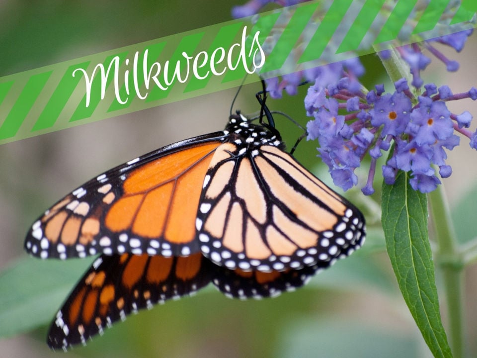 Louisiana butterflies See 28 winged beauties that call our state home Archive