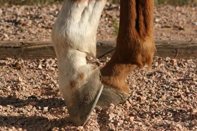Man riding horse on Los Angeles freeway busted for DUI: report | Crime ...